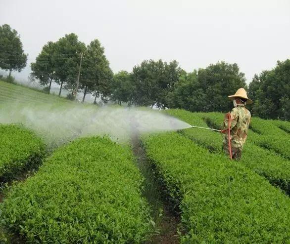 茶叶病虫害防治技术
