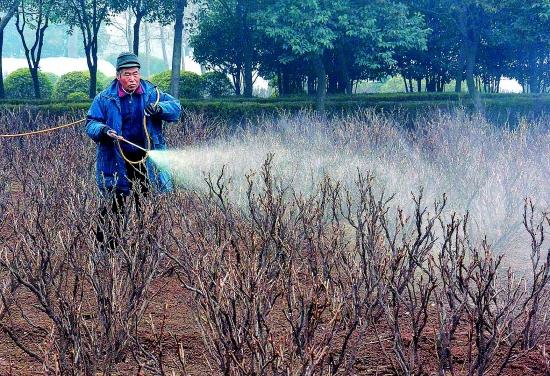 60余万株牡丹开始进行全面的中耕除草,修剪萌蘖,病虫害防治等养护工作