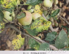夏季苹果树修剪与病虫害防治大全