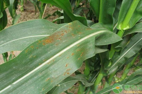 种植课堂 玉米病虫害有哪些 常见七种病虫害防治介绍
